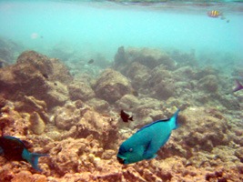 soneva-fushi-snorkelen-09