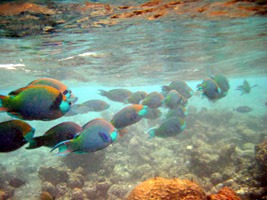 soneva-fushi-snorkelen-10