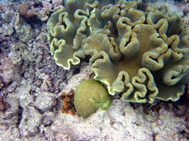 soneva-fushi-snorkelen-11