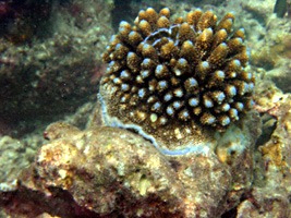 soneva-fushi-snorkelen-12