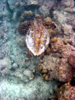 soneva-fushi-snorkelen-13