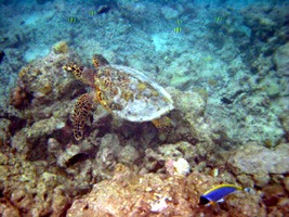soneva-fushi-snorkelen-14