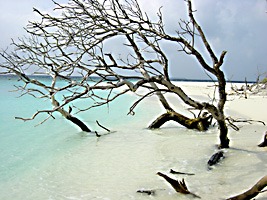 soneva-fushi-turtlebeach-02