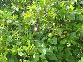 soneva-fushi-vleermuis-02