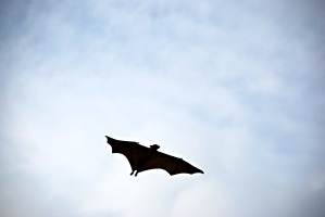 soneva-fushi-vleermuis