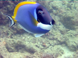 soneva-gili-snorkel-01