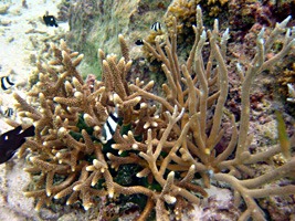 soneva-gili-snorkel-02