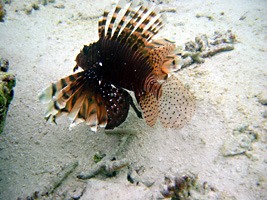 soneva-gili-snorkel-03