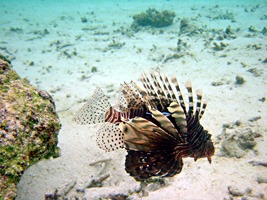 soneva-gili-snorkel-04