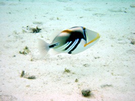 soneva-gili-snorkel-05
