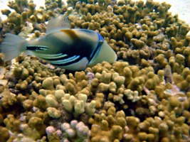 soneva-gili-snorkel-06