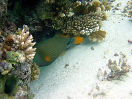 soneva-gili-snorkel-07