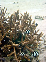 soneva-gili-snorkel-08