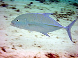 soneva-gili-snorkel-09