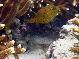 soneva-gili-snorkel-10