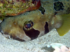 soneva-gili-snorkel-11