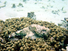 soneva-gili-snorkel-12