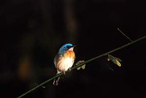 bilit-lodge-nightwalk-02