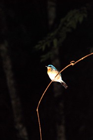 bilit-lodge-nightwalk-03