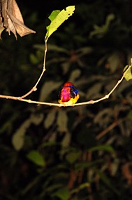 bilit-lodge-nightwalk-04