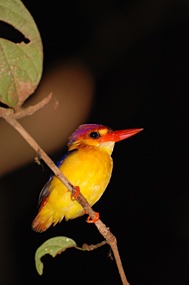 bilit-lodge-nightwalk-05