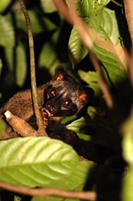 bilit-lodge-nightwalk-civetkat-01