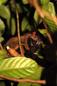 bilit-lodge-nightwalk-civetkat-02