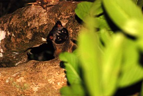 bilit-lodge-nightwalk-civetkat-03