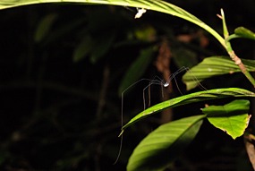 bilit-lodge-nightwalk-daddy-longleg