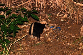 bilit-lodge-nightwalk-das