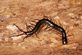 bilit-lodge-nightwalk-duizendpoot