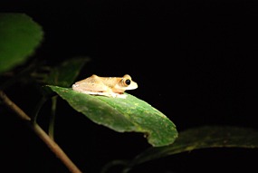 bilit-lodge-nightwalk-kikker