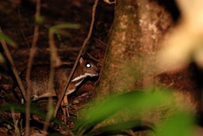 bilit-lodge-nightwalk-mousedeer-01