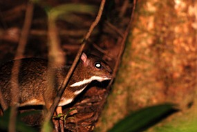 bilit-lodge-nightwalk-mousedeer-02