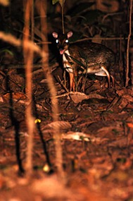 bilit-lodge-nightwalk-mousedeer-03