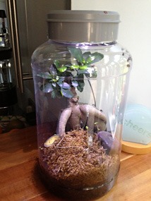 Boksnuitkever terrarium