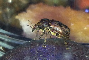 Boknuitkever uit Maleisiƫ