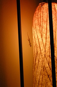 borneo-rainforest-lodge-restaurant-03