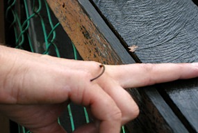 danum-valley-bloedzuiger