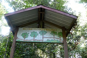 danum-valley-canopy-walk-01