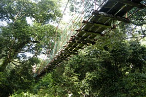 danum-valley-canopy-walk-02