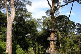 danum-valley-canopy-walk-03