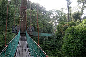 danum-valley-canopy-walk-04