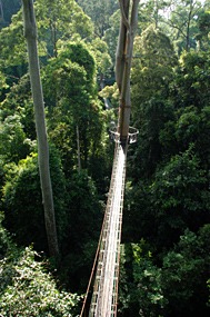 danum-valley-canopy-walk-05