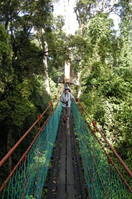danum-valley-canopy-walk-07