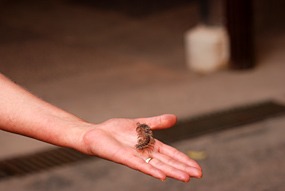 danum-valley-duizendpoot-01