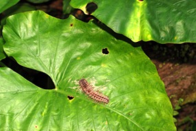 danum-valley-duizendpoot-02