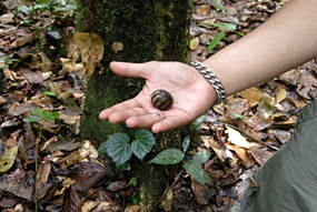 danum-valley-gids-bartz-01