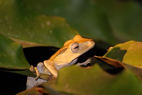 danum-valley-kikker-01