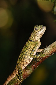 danum-valley-leguaan-01